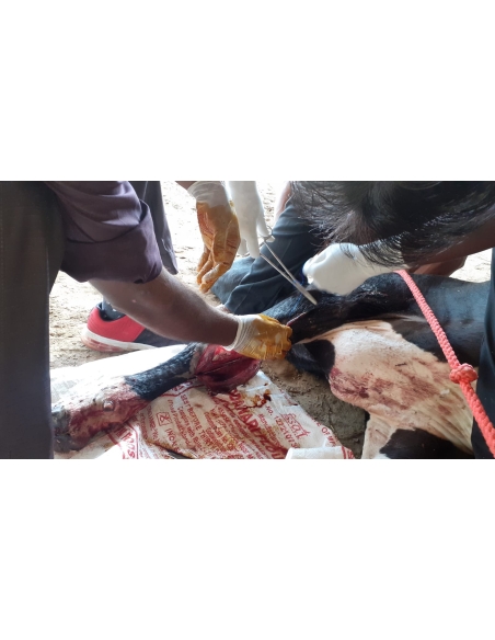 Gaumata Baby, Sacred and Bleeding – A Sector 18 Noida Rescue
