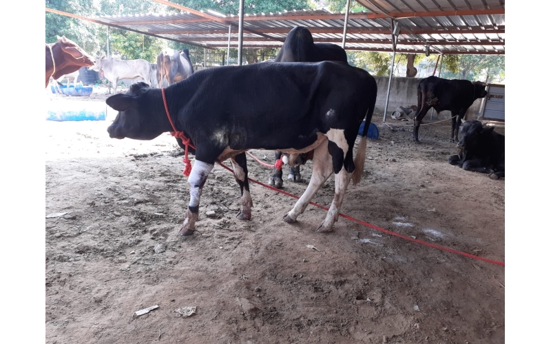 Gaumata baby, heavily bleeding hit... Gaumata baby, heavily bleeding hit...