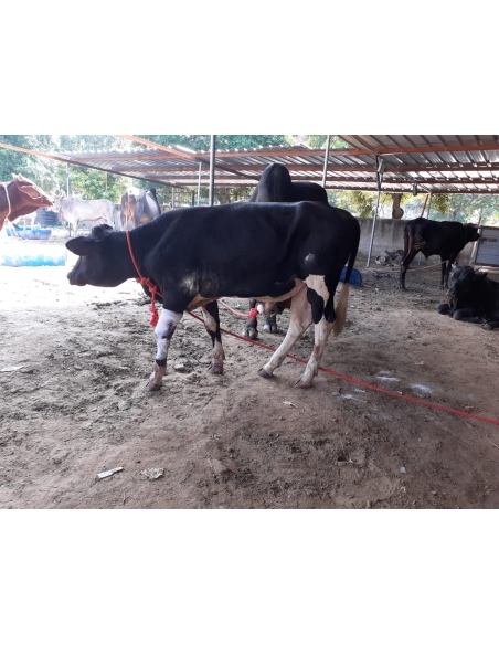 Gaumata Baby, Sacred and Bleeding – A Sector 18 Noida Rescue