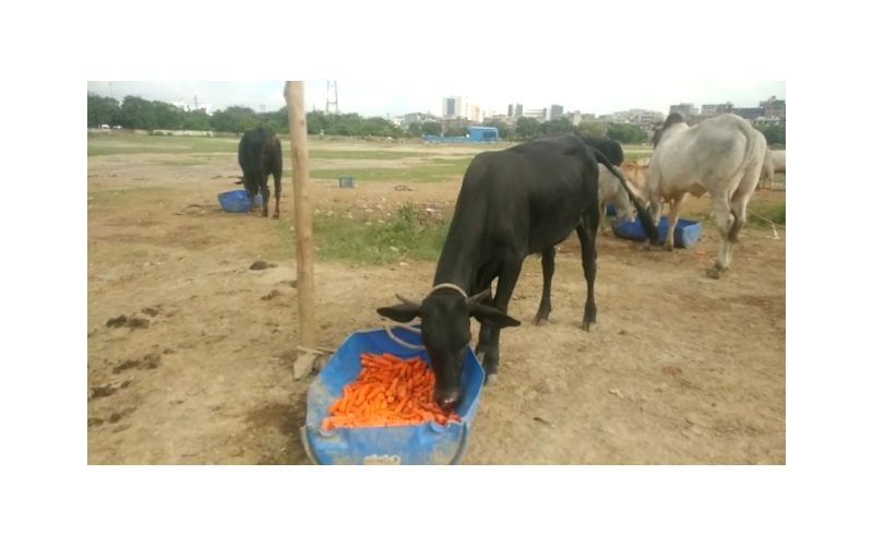 Gaumata baby Nose deep maggots wound