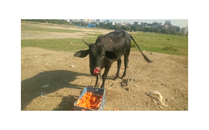 Gaumata baby Nose deep maggots wound