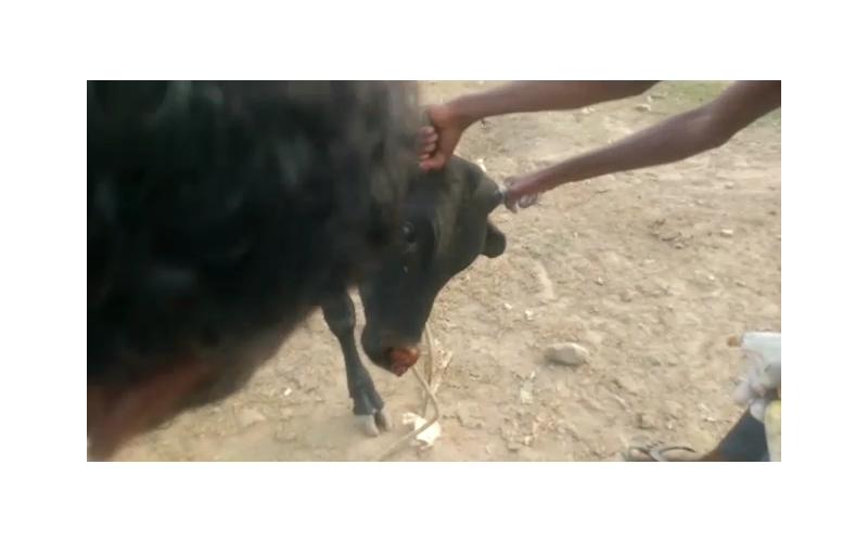 Gaumata baby Nose deep maggots wound