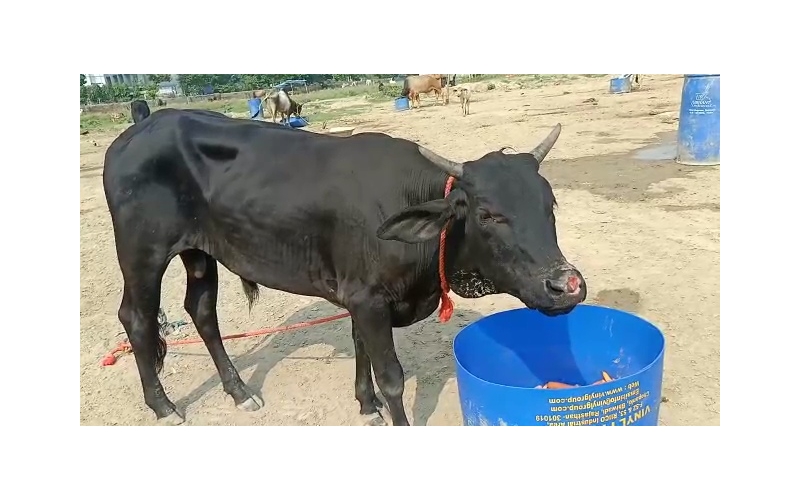 Gaumata baby Nose deep maggots wound