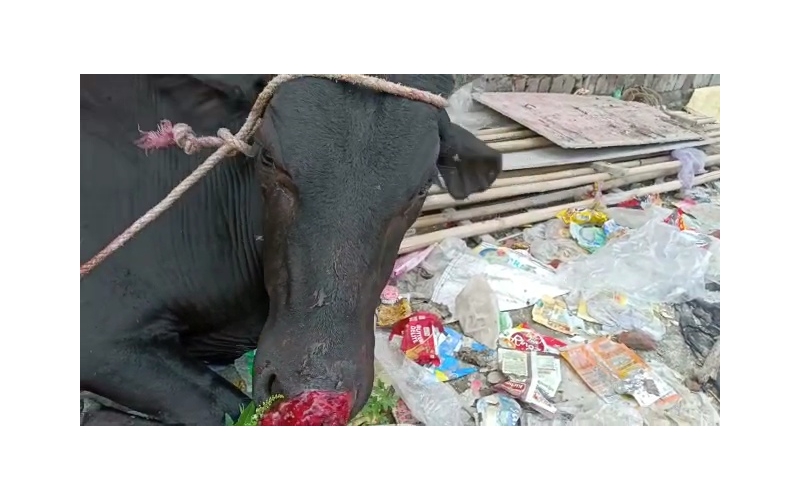 Gaumata baby Nose deep maggots wound