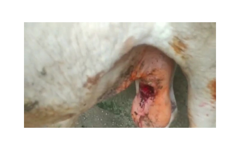 Nandi baba penis maggots wound Nandi baba penis maggots wound