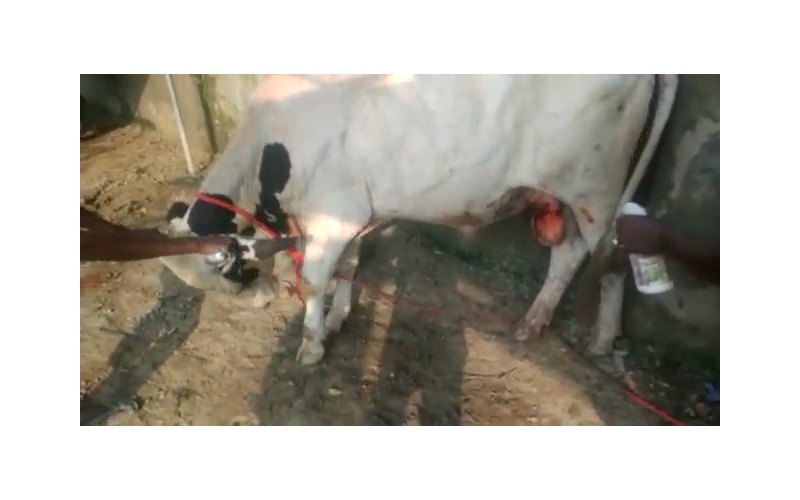 Nandi baba penis maggots wound Nandi baba penis maggots wound