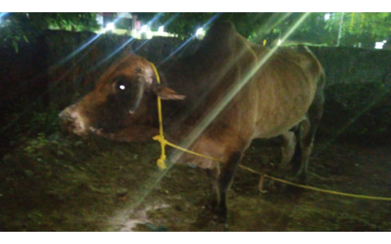 Lumpy skin disease suffering Mahadev...