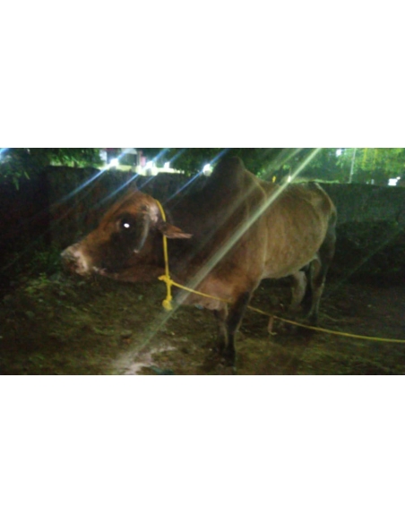Mahadev Nandi Baba Healed of Lumpy Skin Disease, Mayur Vihar Delhi