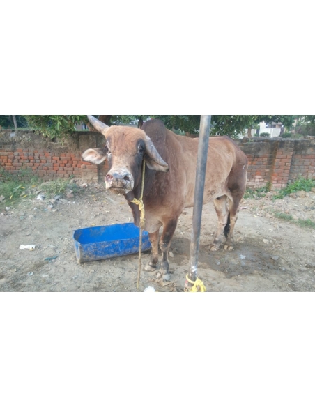 Mahadev Nandi Baba Healed of Lumpy Skin Disease, Mayur Vihar Delhi