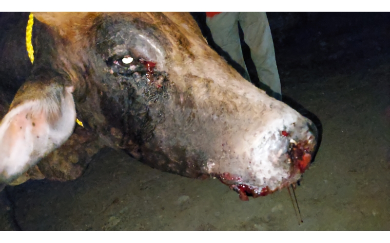 Lumpy skin disease suffering Mahadev...