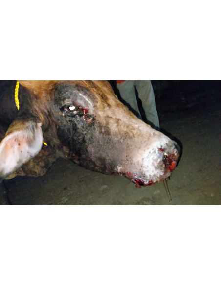Mahadev Nandi Baba Healed of Lumpy Skin Disease, Mayur Vihar Delhi
