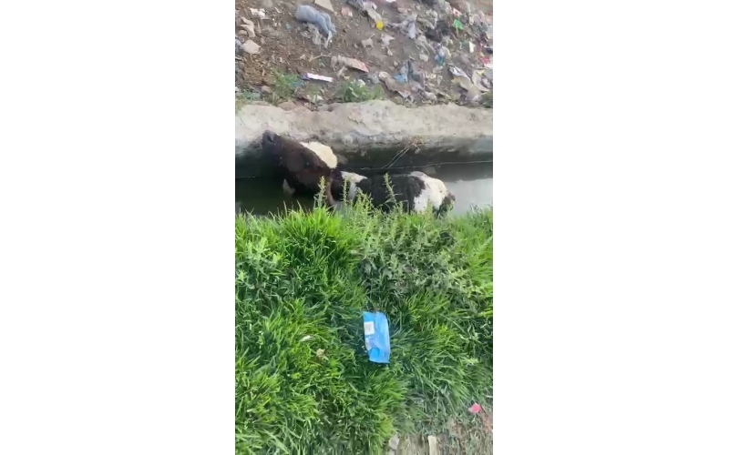 Orphaned newborn gaumata baby  fell... Orphaned newborn gaumata baby  fell...