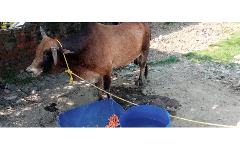 Lumpy skin disease suffering Mahadev...