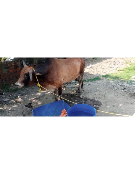 Mahadev Nandi Baba Healed of Lumpy Skin Disease, Mayur Vihar Delhi