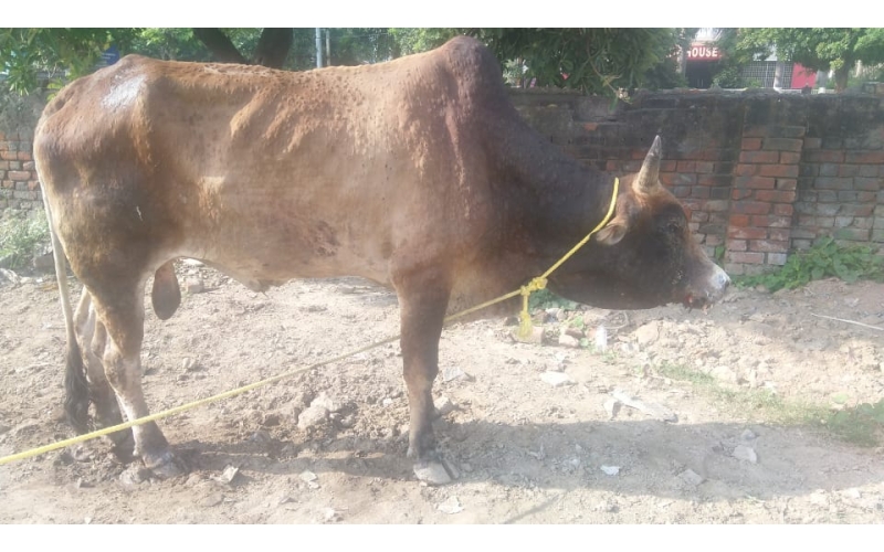 Lumpy skin disease suffering Mahadev...