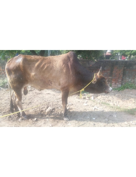 Mahadev Nandi Baba Healed of Lumpy Skin Disease, Mayur Vihar Delhi