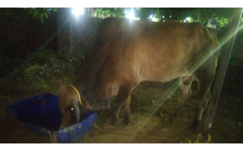 Lumpy skin disease suffering Mahadev...