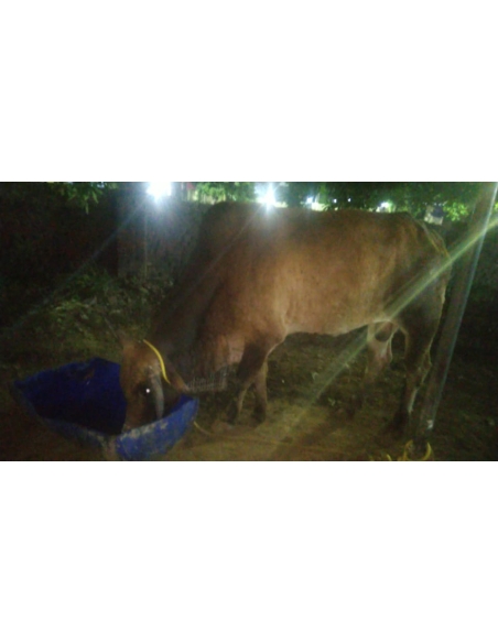 Mahadev Nandi Baba Healed of Lumpy Skin Disease, Mayur Vihar Delhi