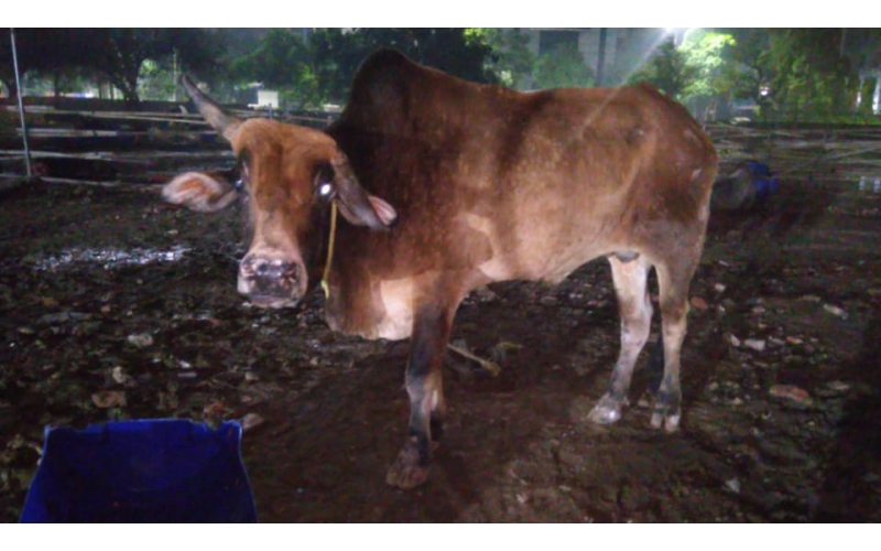 Lumpy skin disease suffering Mahadev...