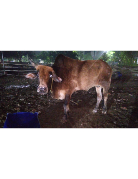 Mahadev Nandi Baba Healed of Lumpy Skin Disease, Mayur Vihar Delhi