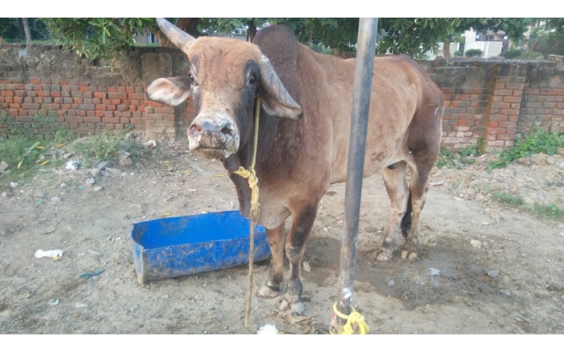 Lumpy skin disease suffering Mahadev...
