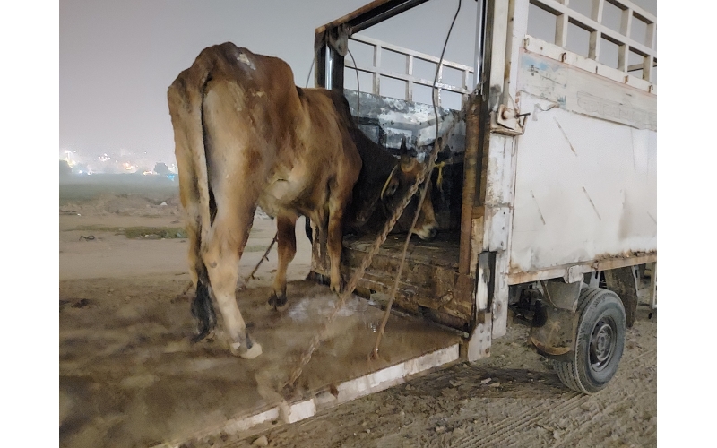 Lumpy skin disease suffering Mahadev...