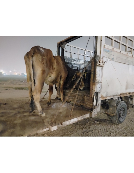 Mahadev Nandi Baba Healed of Lumpy Skin Disease, Mayur Vihar Delhi