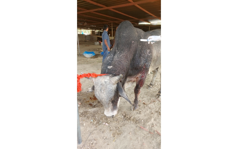 Nandi baba Ear injured bleeding Nandi baba Ear injured bleeding