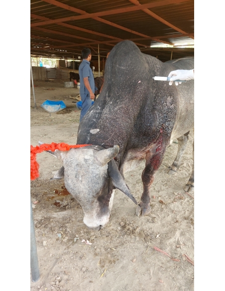 Nandi baba Ear injured bleeding