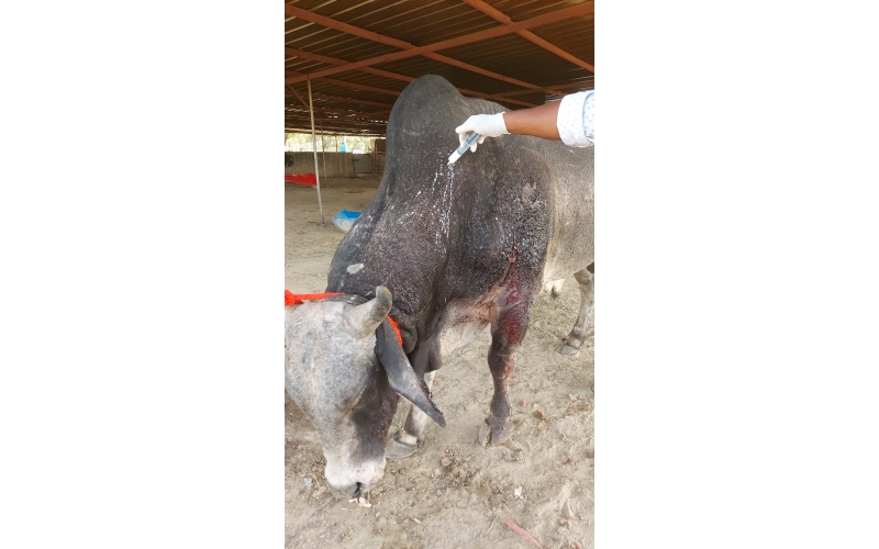 Nandi baba Ear injured bleeding Nandi baba Ear injured bleeding