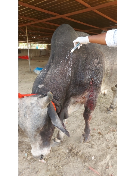 Nandi baba Ear injured bleeding