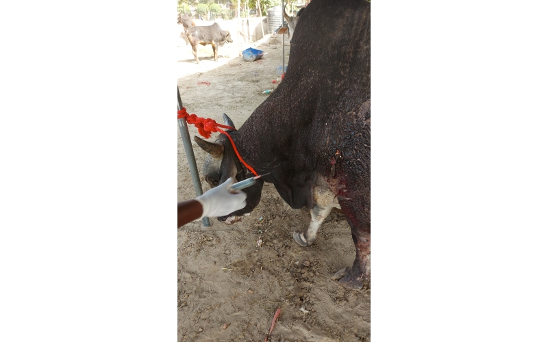 Nandi baba Ear injured bleeding Nandi baba Ear injured bleeding