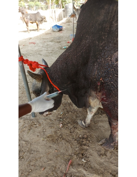 Nandi baba Ear injured bleeding