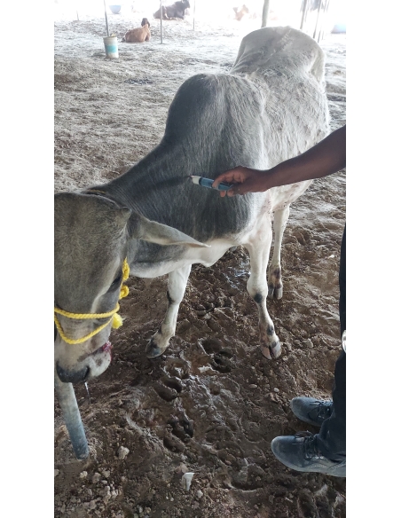 Gaumata/Cow baby face injured