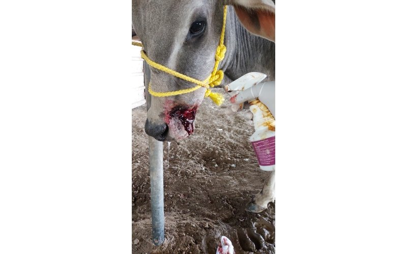 Gaumata/Cow baby face injured Gaumata/Cow baby face injured