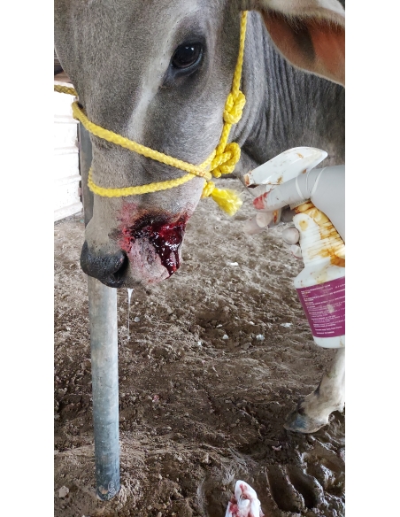 Gaumata/Cow baby face injured