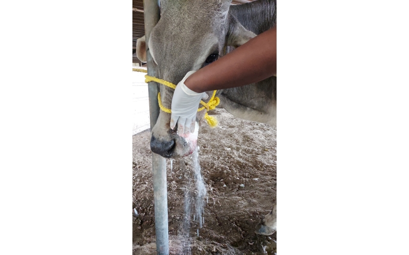 Gaumata/Cow baby face injured Gaumata/Cow baby face injured