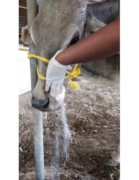 Gaumata/Cow baby face injured