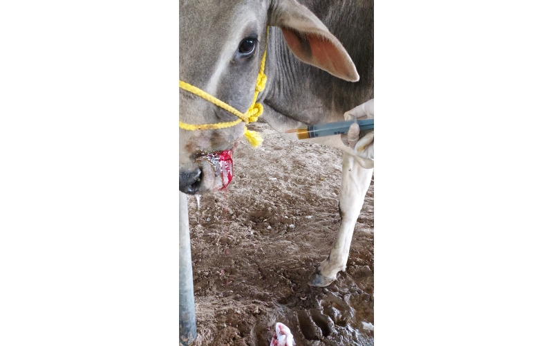 Gaumata/Cow baby face injured Gaumata/Cow baby face injured