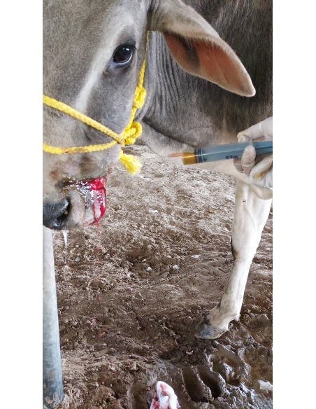 Gaumata/Cow baby face injured