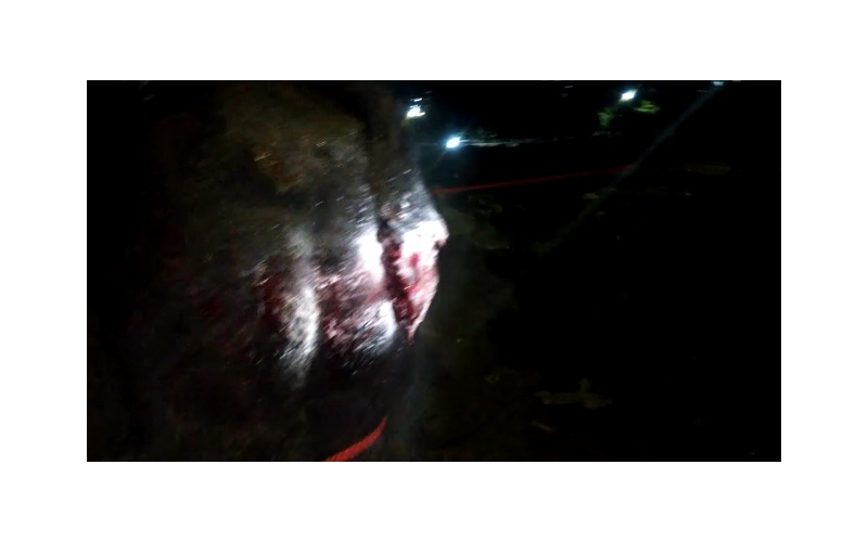 Nandi baba tail cut, injured,  bleeding Nandi baba tail cut, injured,  bleeding