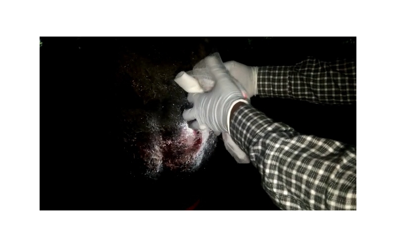 Nandi baba tail cut, injured,  bleeding Nandi baba tail cut, injured,  bleeding