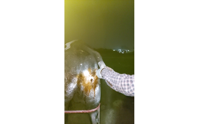 Nandi baba tail cut, injured,  bleeding Nandi baba tail cut, injured,  bleeding