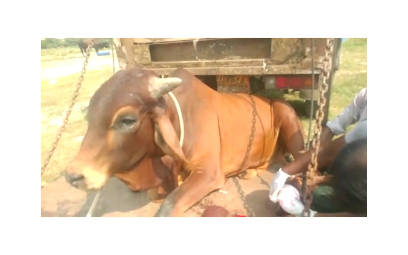 Nandi baba- Foot injured bleeding,... Nandi baba- Foot injured bleeding,...