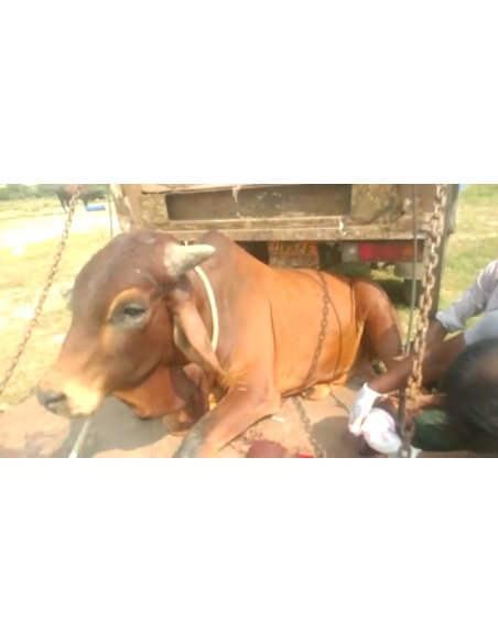 Nandi baba- Foot injured bleeding,  truck ran over foot.