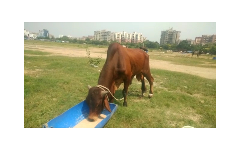 Nandi baba- Foot injured bleeding,... Nandi baba- Foot injured bleeding,...