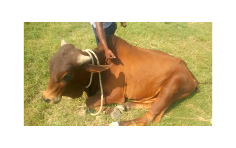 Nandi baba- Foot injured bleeding,... Nandi baba- Foot injured bleeding,...