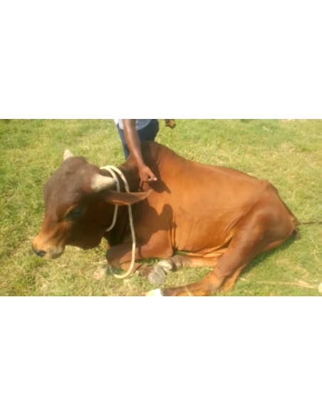 Nandi baba- Foot injured bleeding,  truck ran over foot.