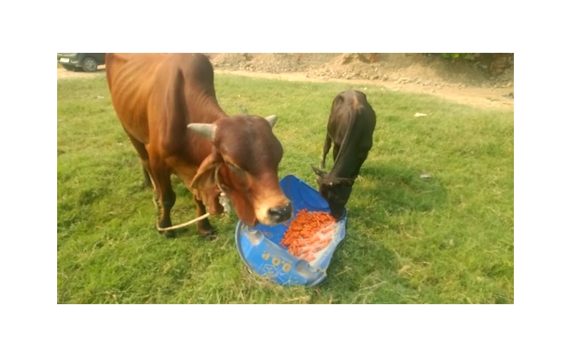 Nandi baba- Foot injured bleeding,... Nandi baba- Foot injured bleeding,...