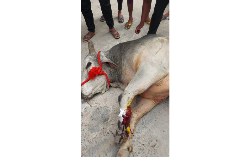 Mahadev Nandi baba- fractured leg ,... Mahadev Nandi baba- fractured leg ,...